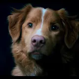 Portret rudego psa z białą pręgą na czole, wyglądającego jak bohater filmu o psie.