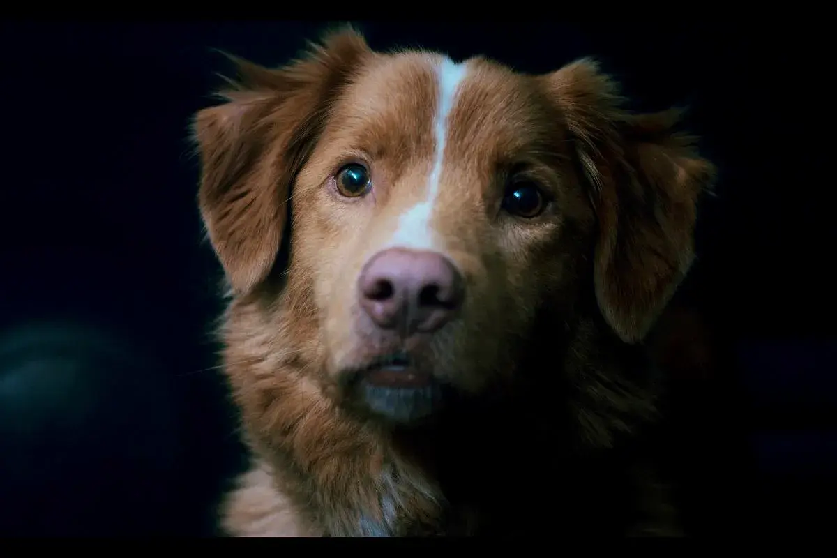 Portret rudego psa z białą pręgą na czole, wyglądającego jak bohater filmu o psie.